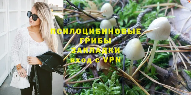 Галлюциногенные грибы Psilocybine cubensis  дарнет шоп  Иннополис 